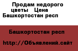 Продам недорого цветы › Цена ­ 100 - Башкортостан респ.  »    . Башкортостан респ.